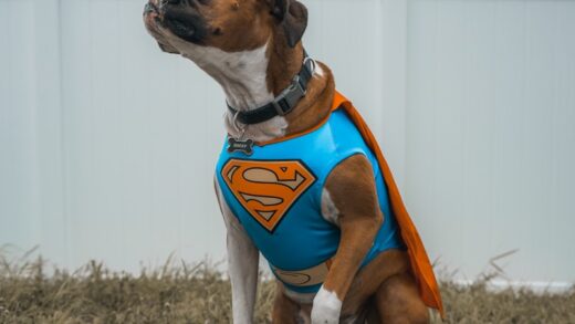 dog wearing Superman costume
